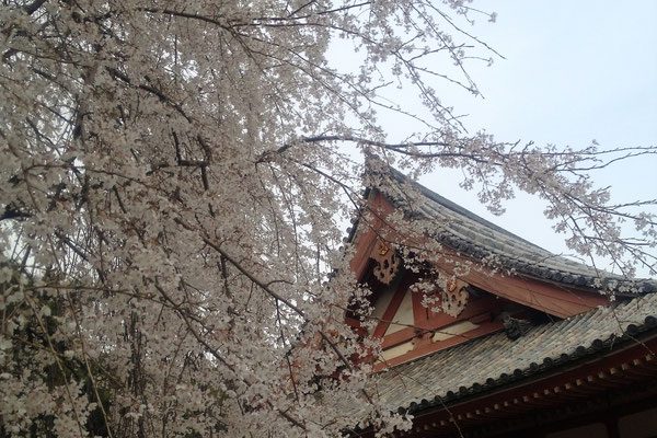 Sakura Sakura